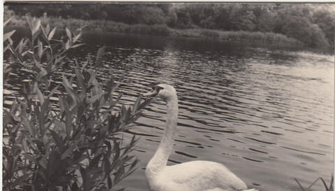 Original Digitales Objekt not accessible